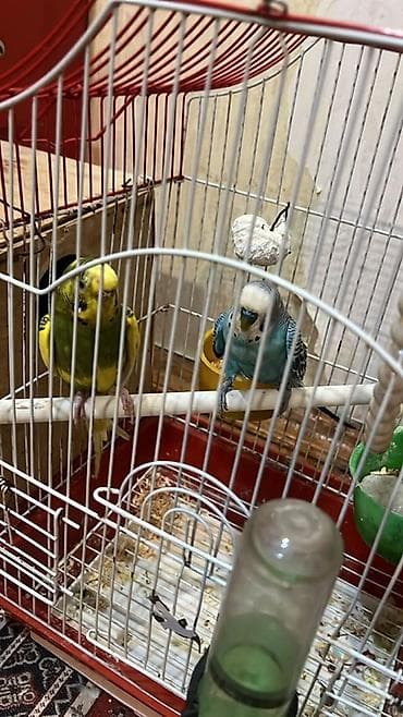 Dalmatin papuqayları (3 ədəd) və qəfəs dəsti iki dişi bir erkek