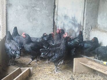 Toyuqlar: Avstralop Temiz Qan Avstralop Beçeleri satilir- 5 ed qalib — 3