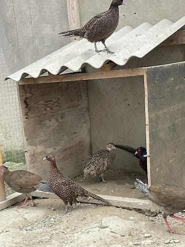 danşan quş: 1 xoruz qafqaz 1 illik 2 fərə qafqaz 8 aylıq 2 fərə rumin 8 aylıq 1 — 4