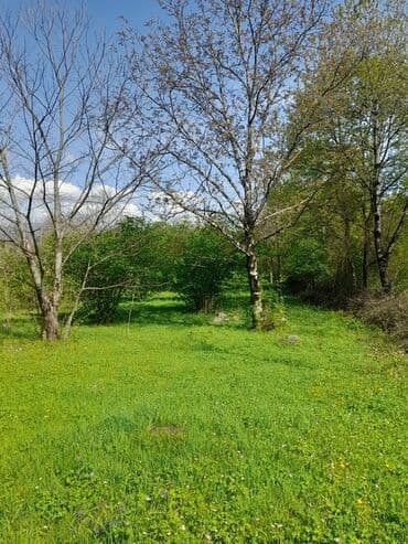 аренда и продажа недвижимости: 30 sot, Kənd təsərrüfatı, Mülkiyyətçi, Kupça (Çıxarış) — 1