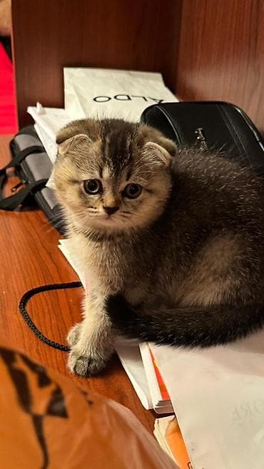 fars pisiyi: Şotland yastı qulaq — 2