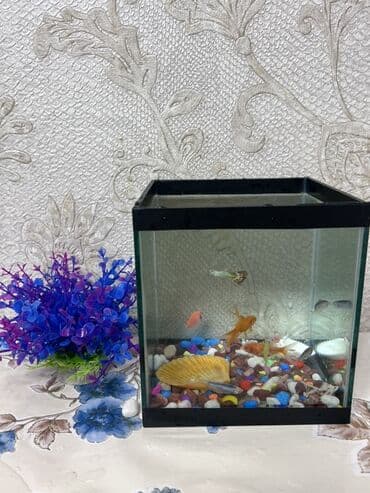 akvarium baliqlari haqqinda melumat: Şüşə akvarium – dekorativ balıqlar və aksesuarlarla - Kvadrat formalı — 1