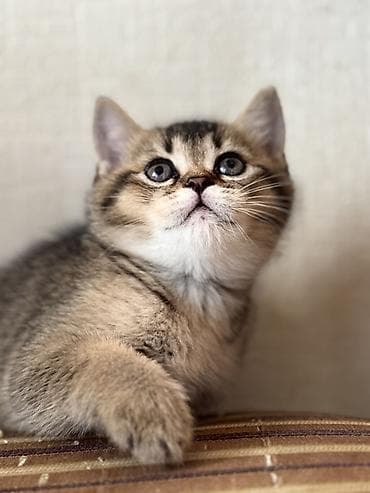 ag pisik balasi: Erkək, Dişi — 2