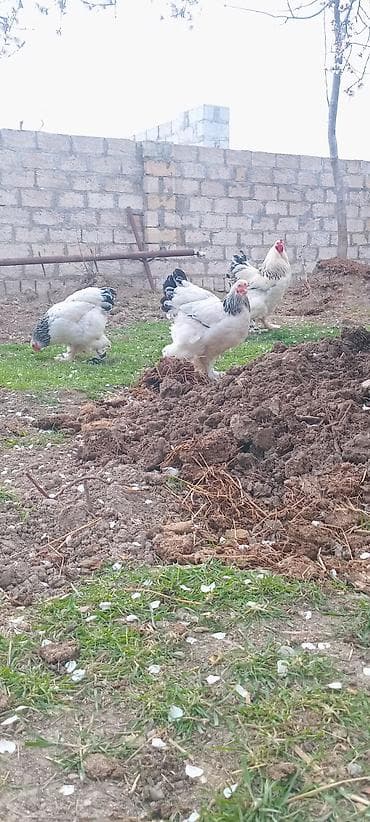 Quşlar: Təmiz qan Light Bramaların yumurtaların satışı mövcuddur. Maraqlı olan — 1