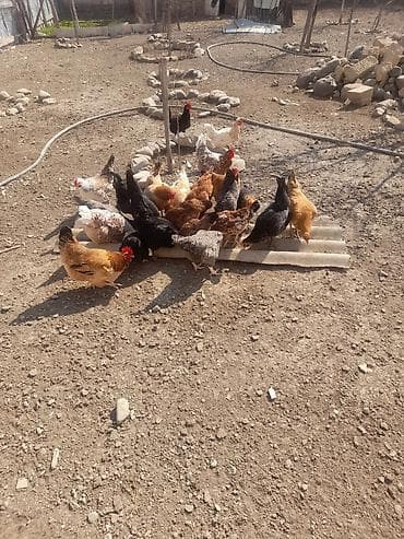 İtlər: Salam. 12 dene yumurtlayan toyuq satilir. Hamisi tam saglamdilar. Öz — 1