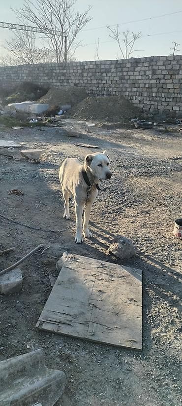 itlərin sekisi: Alabay, 2 il, Erkek — 5