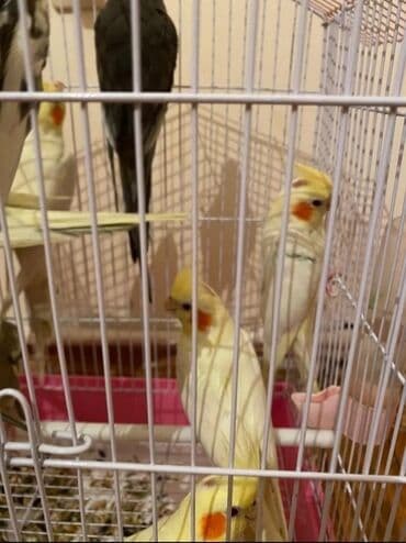 Кошки: Cute hazir erkek ve disi korellar var hazir cutler var saglam quslardi — 2