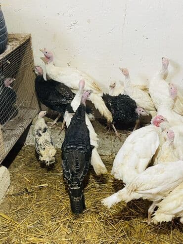 Inəklər, öküzlər: Salam hündüşkalar satılır 2aylıqıdlar1,5kq 2kq cəliləri var həm — 1