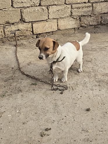 it yemləri: Cek rassel teryer, 2 il, Dişi — 4