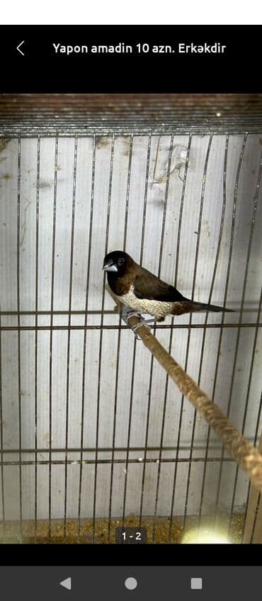 quş satisi: 4aylıq erkek qiyməti 50 manat — 2