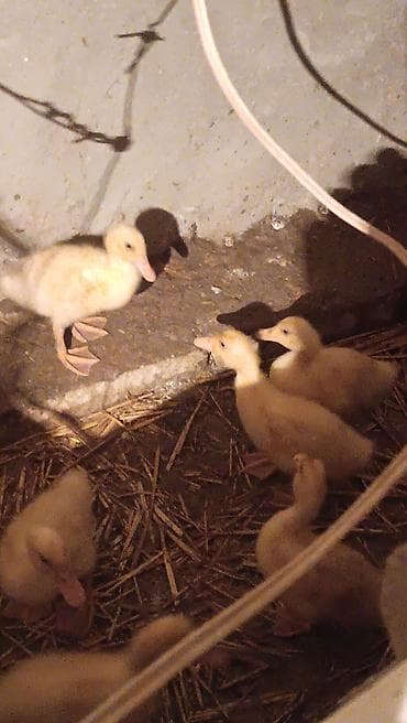 akvarium xırda balığı: Toyuq cücələri, Ətlik — 2