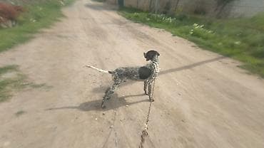 qara it sekilleri: Kurtxar, 1 il, Erkek, Ünvandan götürmə — 1