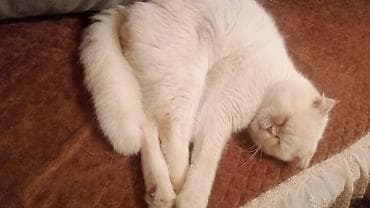 Heyvanlar üçün mallar: Yaxşı əllərə — 1