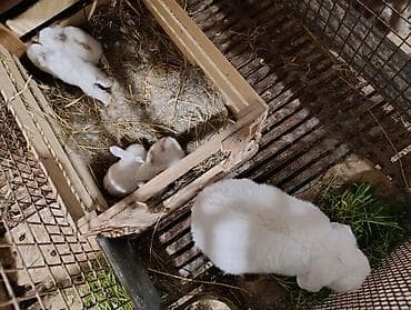 karlik dovşanı: Miniatür dovşan balaları • Cinslər: qulaqları sallanan (lop) və dik — 7