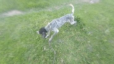 qara it sekilleri: Kurtxar, 1 il, Erkek, Ünvandan götürmə — 4