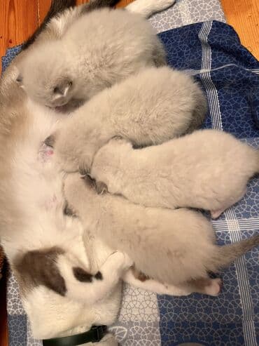 кошки на продажу: Şinşilla, Dişi, Erkək — 5