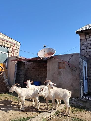 ereb kecisi: Dişi, Zanen, il: 1, 60 kq, Damazlıq, Südlük, Pulsuz çatdırılma — 4