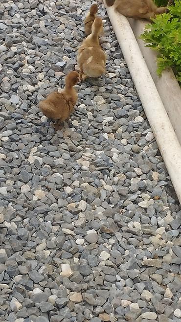 tutuquşu satışı: 🦆 SATILIR – Tam Sağlam Qırmızı Ördəklər 🦆 Təsərrüfatımızda böyüdülmüş — 2