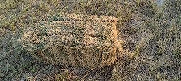 yem uyden: Yonca balyası - Məhsul: Yonca (Medicago sativa) – sahədən presslənmiş — 1