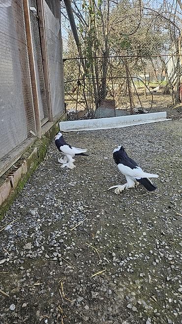 Pomerian dutular hazır cütdü hal hazirda yumurta üsdündə oturullar hər lalafo.az -da Pomerian dutular hazır cütdü hal hazirda yumurta üsdündə oturullar hər