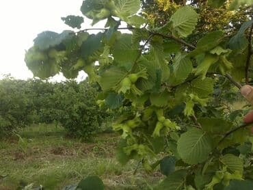 dekorativ dibçək gülləri: Salam.60 Sot findiq baqi 10 ilik və 6 ilik aqaclardi tam meyveye — 8