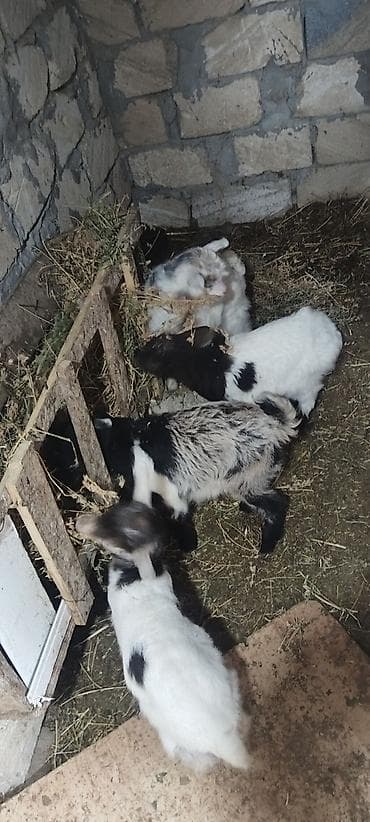 2 ana 4 bala bir erker balalar dişidir qiymeti razılaşma yolu ile — 3