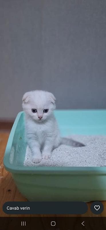 Gəmiricilər: Şotland yastı qulaq, Erkək, Dişi, Yaxşı əllərə, Ünvandan götürmə, Pulsuz çatdırılma, Ödənişli çatdırılma — 1