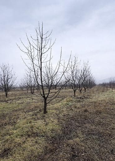 QUBADA BAKI RUSİYA YOLU ÜZƏRİNDƏ HAZIR GƏLİR GƏTİRƏN GİLAS BAĞI — 3