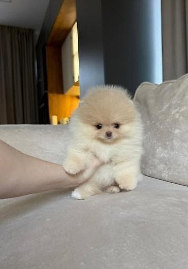 pitbul satisi: Şpitz, 2 ay, Sənədli — 1