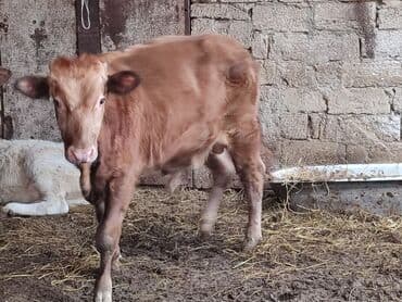 Erkək dana. 10 aylıq. Tam sağlam