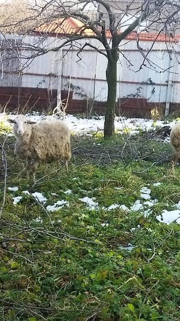 3 dənə boğaz şeg