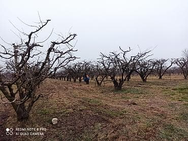 meyvə qurusu: Səndlə 90 sot ümumi sahəsi bir hektar gibrid bağı. Asvalt yola yaxın — 5