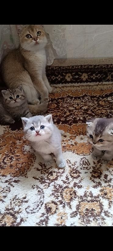 pişik şotlan: Şinşilla — 6