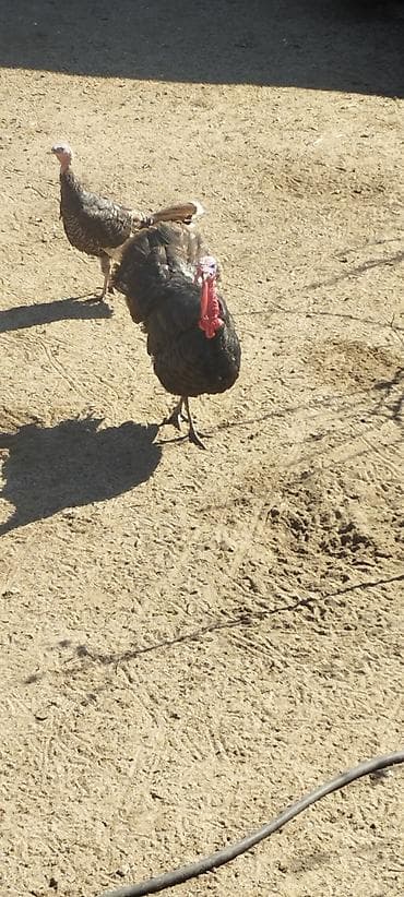 hind quşu cucesi: Erkək, Damazlıq — 4