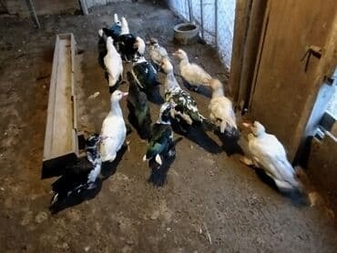 Audi: Muscovy ördəkləri (indooutka) – qrup halında - Rənglər: ağ, qara-ağ — 3