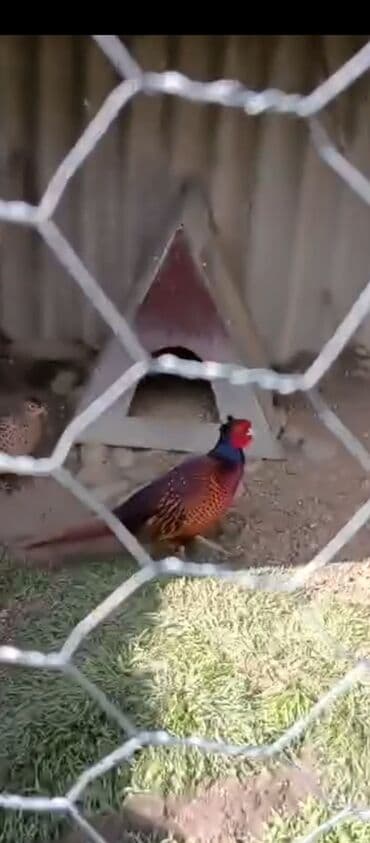 geref quşu: Esil Qafqaz qirqovulu unvan Gence basqa nov wirqovularda var keklik — 2