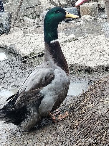 Dovşanlar: Rouen qazlari satilir 1 disi 1 erkek, disi yumurtalayir 1 ededin — 2