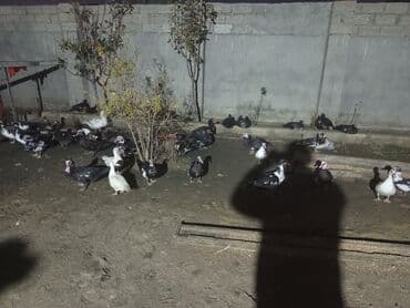 kayuqa ordek: Dişi, | Lal ördək, Ətlik — 3