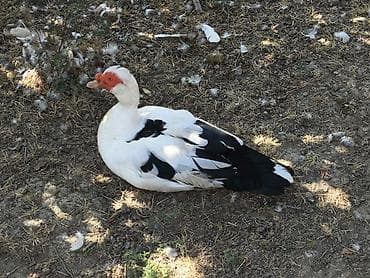 Muscovy ördəyi (indoutka) – ağ-qara rəngli, iri cins. - Sakit