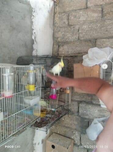 taxta qefes: Məhsul: Nimfa (cockatiel) tutuquşuları – açıq sarı/albino tonlarında — 3