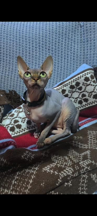 gence pisik: Sfinks — 4