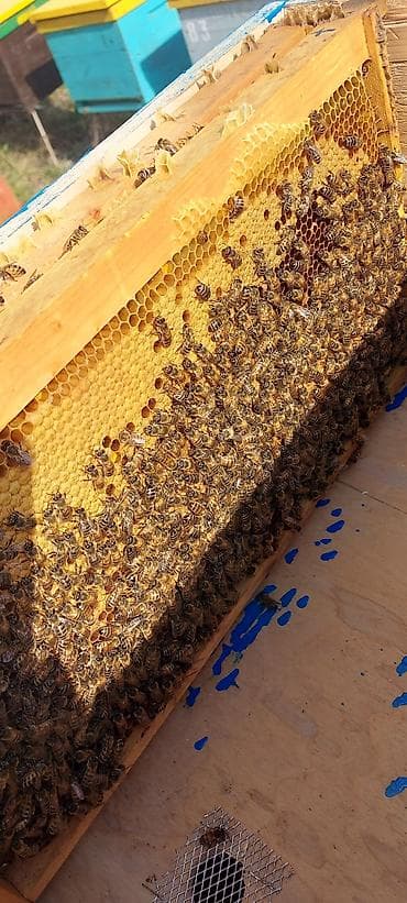 arı qutusu: Arılar 7 ramkada dolu super güclü arılardır 4_5 ramka qurddur 10 günə — 3