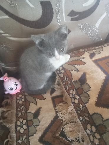 pers pisik: Tabbi, Yaxşı əllərə — 2