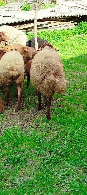 cins inəklər: Erkək, Qala, il: 2, 70 kq, Damazlıq, Ünvandan götürmə — 3