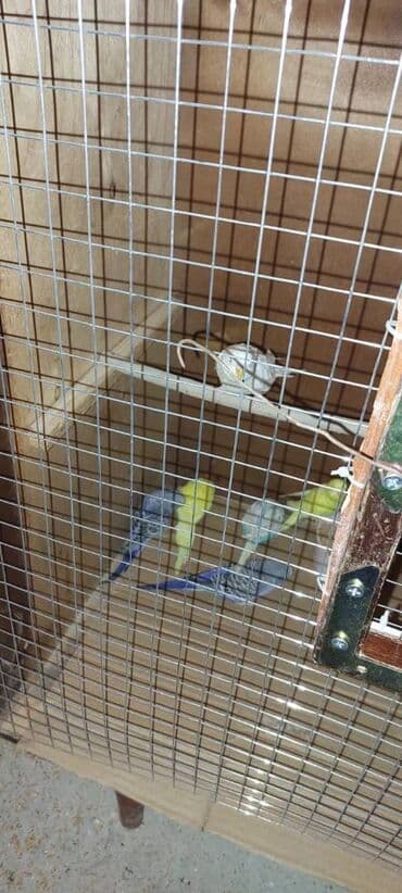 Proton: Tutuquşular Gəncə şəhərindədi, öz quşlarımın balalarıdı. tək tək 10 — 3