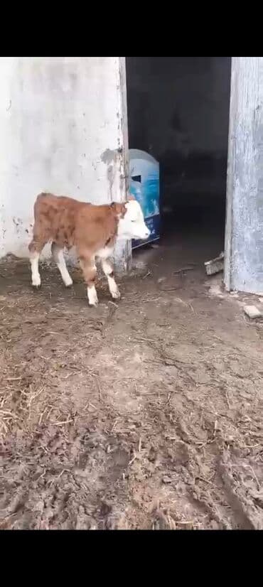 inek adlari azerbaycan: 2-ci balasidi erkek balasi var 25 südü var 6500 azn — 7