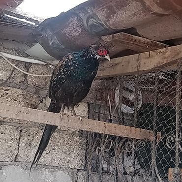 şəffaf su: Məhsul: Qırqovul (Canlı quş) Təsvir: - Növ: Qırqovul (uzun quyruqlu — 5