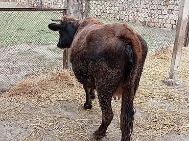 Yemlər: Salam inək satılır ətlik di 4 litir süd verir 06.07.011 iylədə Bater — 4