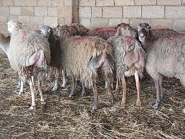 cins inək: Südlük qoyun sürüsü - Təsərrüfat şəraitində saxlanılan süd — 3