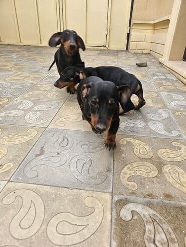 pişik balası satılır: Dachshund (taksa) balası – erkək - Yaş: 3 ay 5 gün - Rəng — 4
